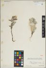 Foto von Salix lapponum L.